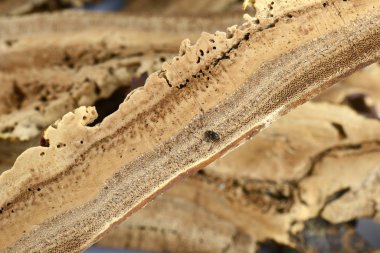 Kurutulmuş lingzhi mantarlı ganoderma ve delinmiş güve.