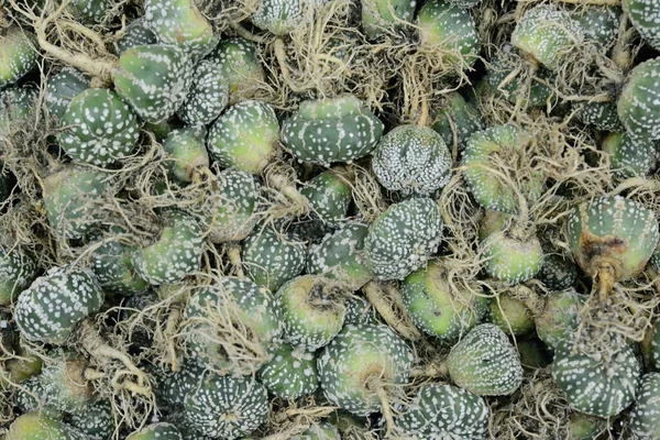 Cactus Beautiful Plant Summer Minimal Style — Stock Photo, Image