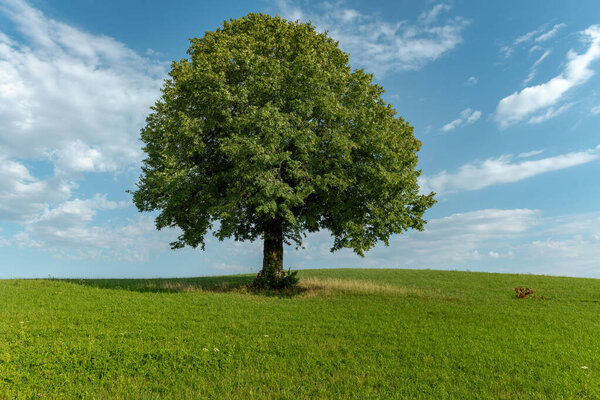 Tree isolated in a meadow in french countryside