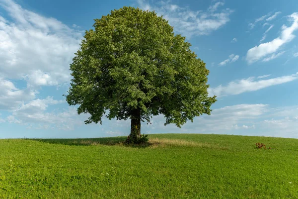 Tree Isolated Meadow French Countryside Stock Image