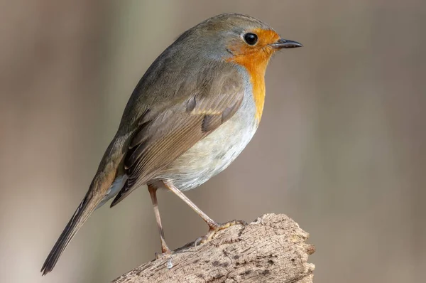 European Robin Branch Forest — Stock Photo, Image
