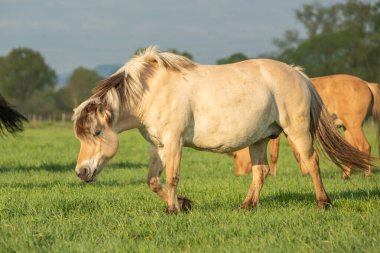 İlkbaharda sabah çayırda atlar