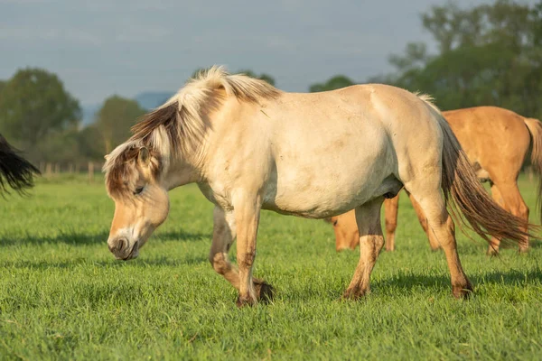 İlkbaharda sabah çayırda atlar