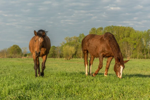 Hästar Äng Morgonen Våren — Stockfoto