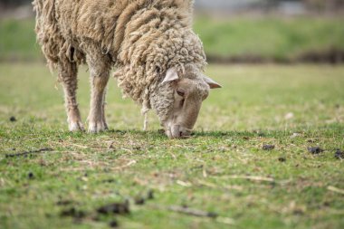 İlkbaharda otlakta bir koyun