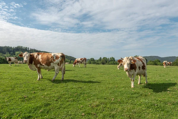 Fransa 'da Jura otlağındaki Montbeliarde ineği.