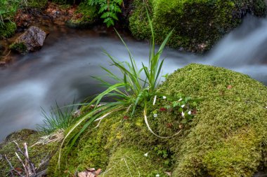 İlkbaharda bir dağ ormanında şelale