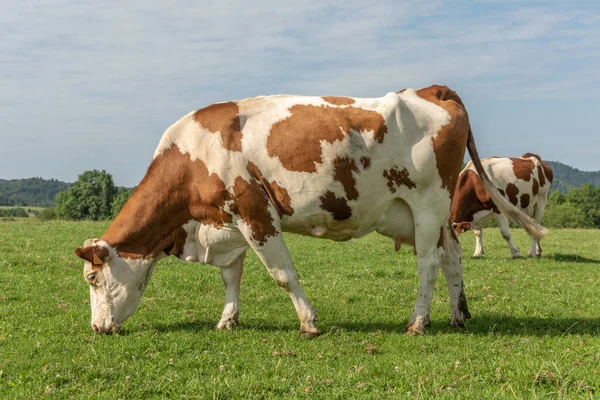 Fransa 'da Jura otlağındaki Montbeliarde ineği.
