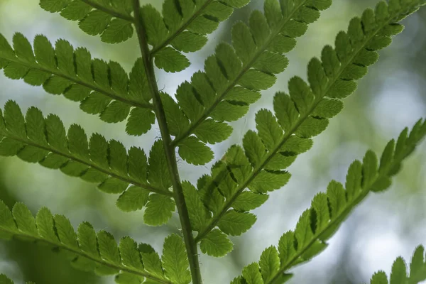 Feuille Fougère Dans Forêt Printemps — Photo