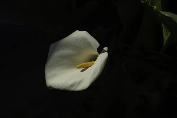 Arum Blanco Flor Jardín — Foto de Stock