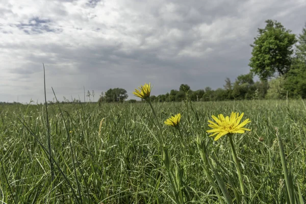 Naturwiese Der Französischen Landschaft Frühling — Stockfoto