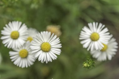 Baharda bir çayırda papatyalar