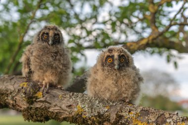 Uzun kulaklı baykuş yavruları meyve bahçesindeki bir dala tünediler.