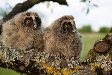 Uzun kulaklı baykuş yavruları meyve bahçesindeki bir dala tünediler.