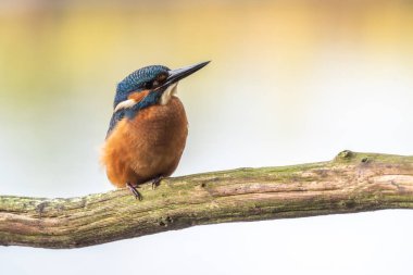 Kral Balıkçı bir gölün üzerindeki bir dala tünedi.