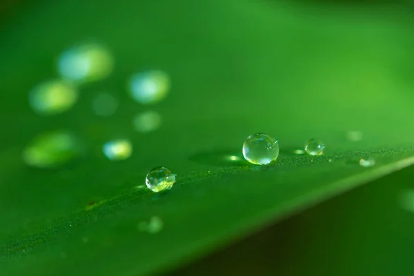 Water Drops Lily Valley Leaf Forest — Stock Photo, Image