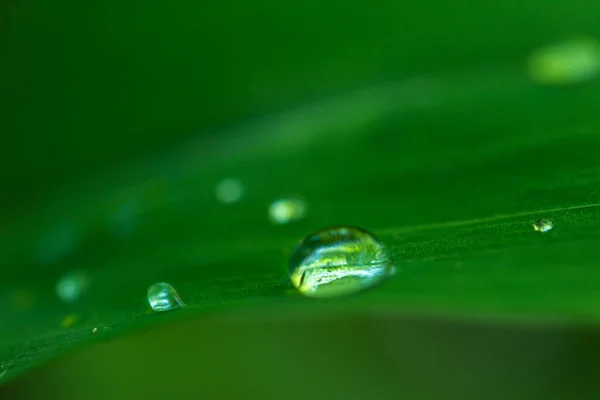 Water Drops Lily Valley Leaf Forest — Stock Photo, Image