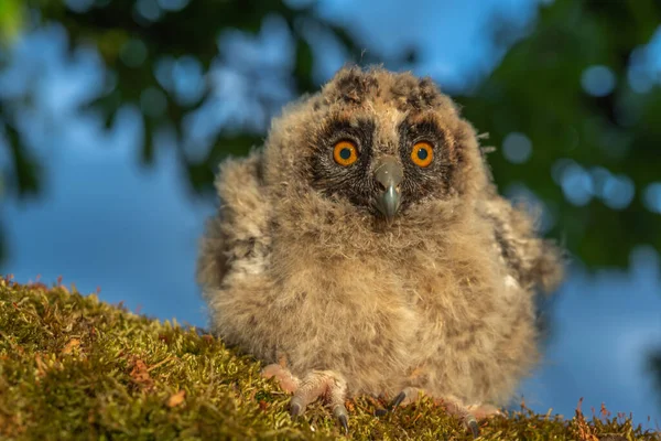 Long Eared Owl Chicks Perched Branch Orchard — Stock Photo, Image
