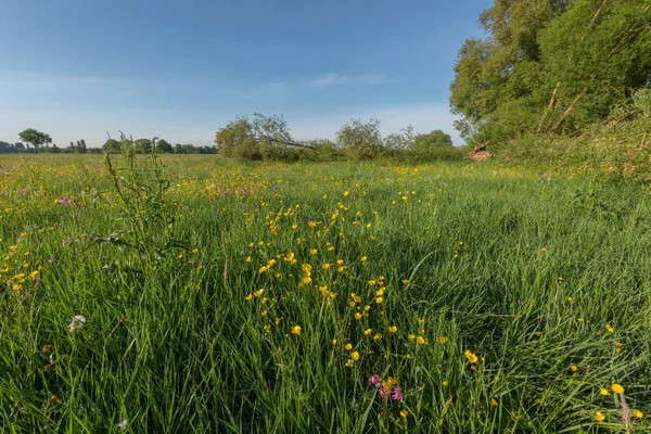 Paesaggio Prato Fiorito Francia Primavera — Foto Stock