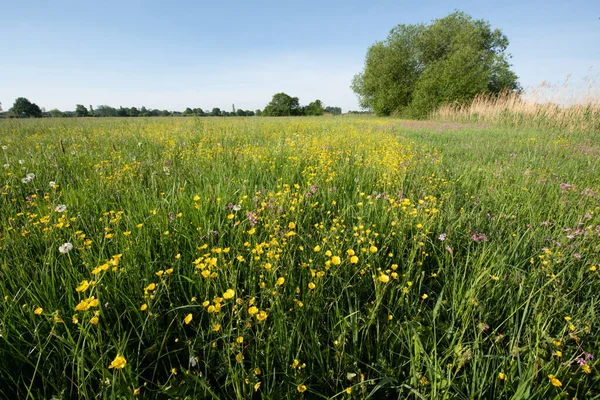 stock image Landscape of a flowering meadow in France in spring