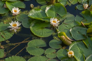 Nilüfer çiçeği baharda bir gölün üzerinde yüzer.
