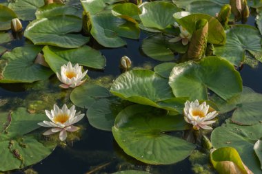 Nilüfer çiçeği baharda bir gölün üzerinde yüzer.