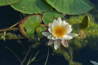 Nilüfer çiçeği baharda bir gölün üzerinde yüzer.