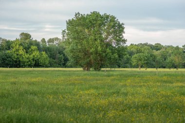 Fransız kırsal arazisi ilkbaharda