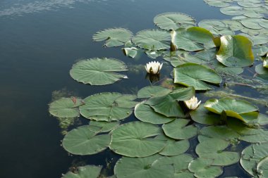 Nilüfer çiçeği baharda bir gölün üzerinde yüzer.