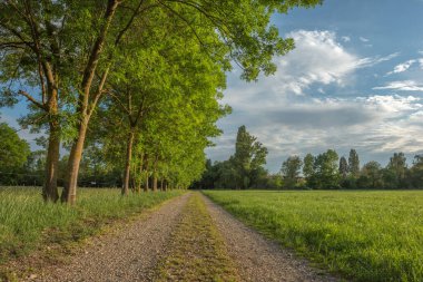 Baharda yeşil çayırların ortasında yürüyüş yolu