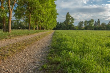 Baharda yeşil çayırların ortasında yürüyüş yolu