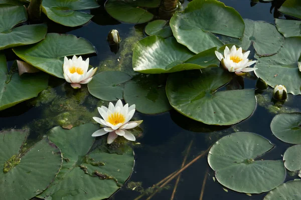 Water lily flower floating on the water of a pond in spring