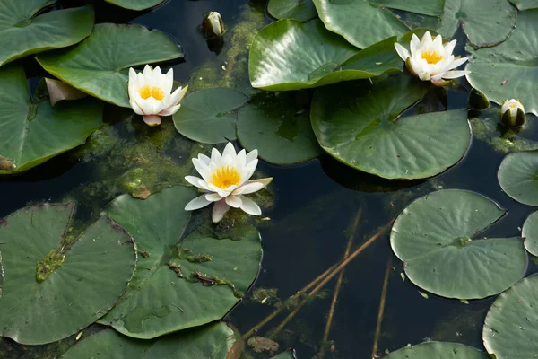 Water lily flower floating on the water of a pond in spring