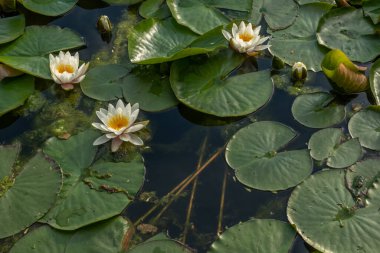 Nilüfer çiçeği baharda bir gölün üzerinde yüzer.