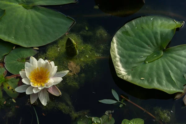 Water lily flower floating on the water of a pond in spring