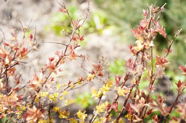Güneş ışığı altında yeşil kırmızı turuncu yaprakların yakın doğa görüntüsü