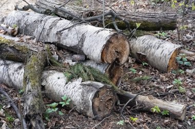 Yerde bir odun yığını var. Eski ahşap kütük, yakacak odun
