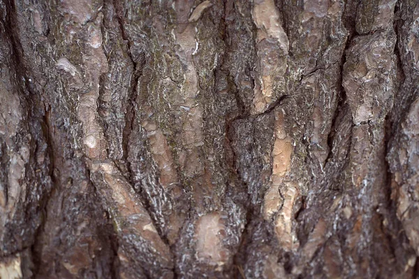 Écorce d'arbre gros plan, fond brun naturel — Photo