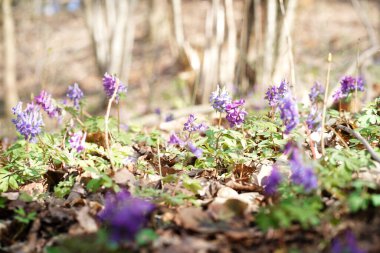Mor leylak çiçekleri ve güneş ışınlarıyla bahar arkaplanı 