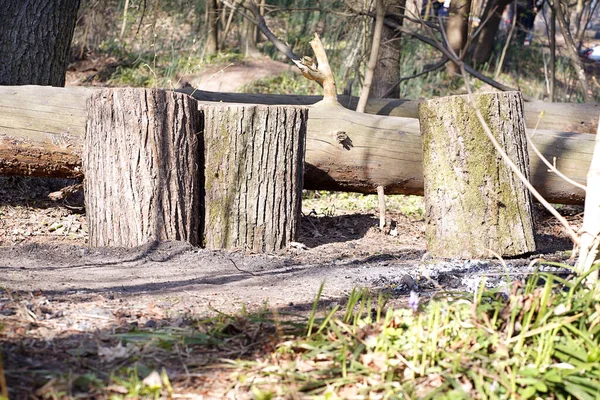 En hög med trästockar på marken. Trä föråldrad stock, ved. — Stockfoto