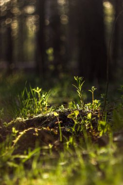 Şafak vakti güneşin altında sulu çimenler ve Bokeh 'in parıltısı. Pozitif ve günaydın için doğal arka plan.