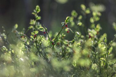 Doğanın ilkbaharda uyanması ve parlak ışıklarda genç yaban mersinlerinin çiçek açması, çok nadir rastlanan bir olay. Kitaplar ve eğitim, arkaplan ve makale metni