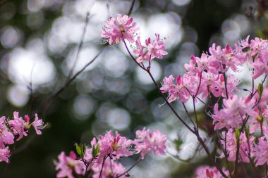 Muhteşem pembe bir rhododendron çiçekleniyor. Botanik bahçesinde titiz mavi çelik..