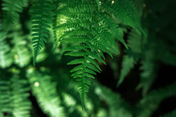 Felci Nella Foresta Bellissimo Sfondo Felci Foglie Fogliame Verde Dense — Foto Stock