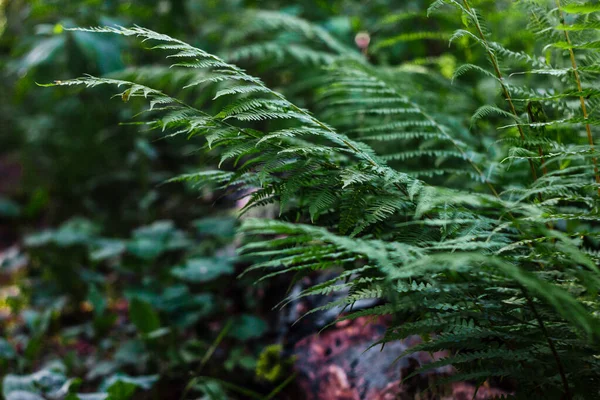 Felci Nella Foresta Bellissimo Sfondo Felci Foglie Fogliame Verde Dense — Foto Stock