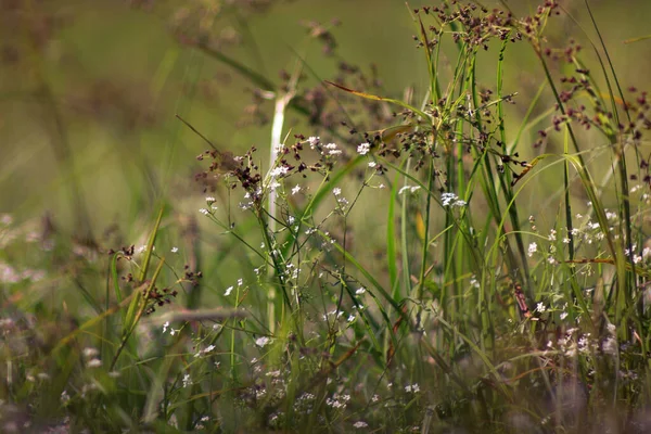 Baharda Çiçek Açan Çayırların Muhteşem Arka Planı Uyanmış Bitkilerin Küçük — Stok fotoğraf