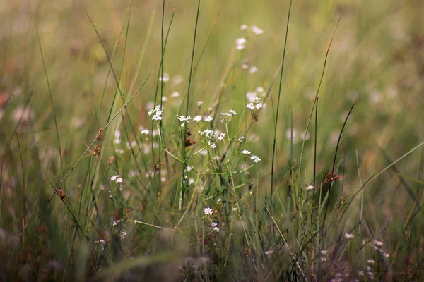 Een Prachtige Achtergrond Van Bloeiende Weidegrassen Het Voorjaar Kleine Witte — Stockfoto