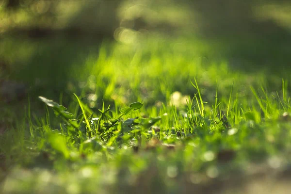 草叶上明亮的绿色背景圆形晶状体闪光 真正的自然波克和一小丛蒲公英 大雨后绿草在阳光下的近照 — 图库照片