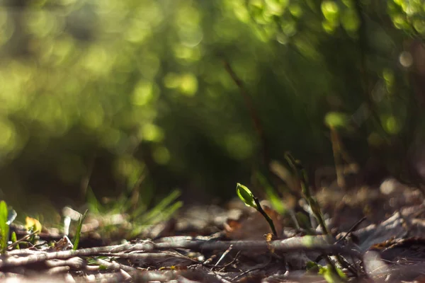 黎明时分 多汁的青草在阳光下闪烁着 波凯的光芒闪烁着 自然的背景为积极和美好的早晨 — 图库照片