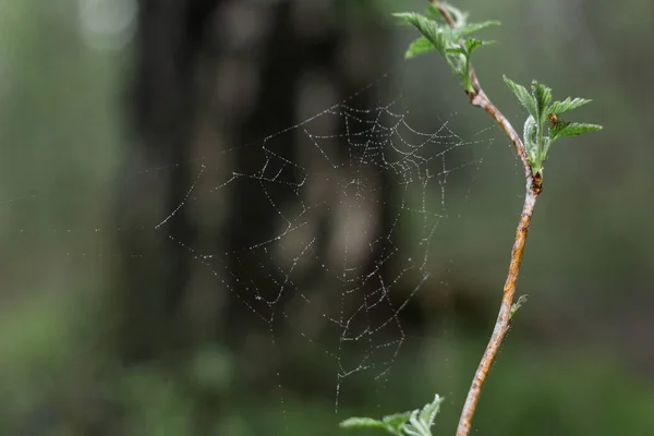 Large spider web with a spider woven on the bushes in the morning light after rain. Small drops of dew on a spider web